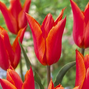 Tulipa Ballerina