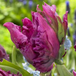 Tulipa Parrot Prince