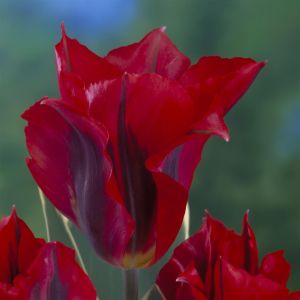 Tulipa Esperanto
