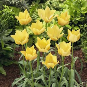 Tulipa batalinii Bright Gem