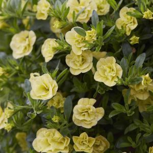 Calibrachoa Yellow