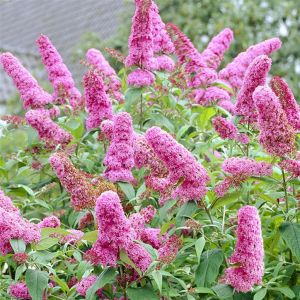 Buddleja davidii  roze a03604