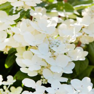 hydrangea paniculata polestar a13392