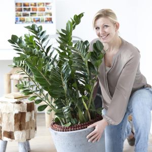 Zamioculcas zamiifolia