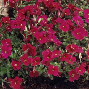 Aubrieta Cascade Red