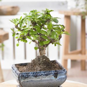 Carmona bonsai