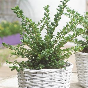 Ilex crenata Convexa