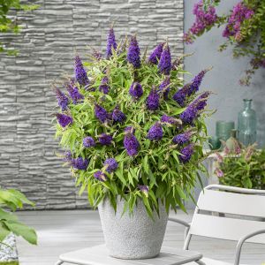 Buddleja davidii Butterfly candy little Purple