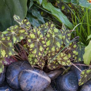 Begonia Tiger Paws