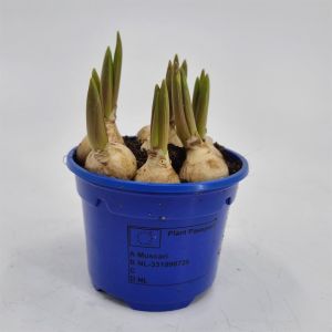 Muscari Armeniacum 9cm pot