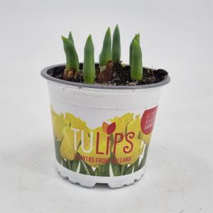 Tulip Yellow Baby 12 cm pot