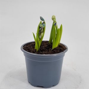 Scilla Sibirica Mix 9 cm pot