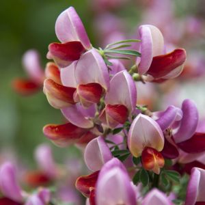 Cytisus Killiney Red(Lena Red)