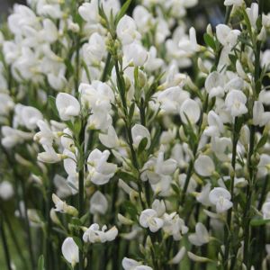 Cytisus White Lion