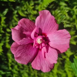 Hibiscus Flower Tower Purple 01