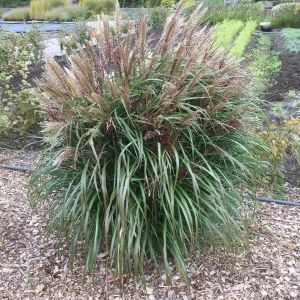 Miscanthus sinensis Volcano 9