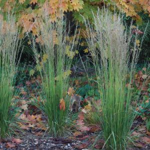 Molinea caerulea Torch 5