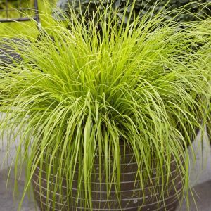 Pennisetum Lumen Gold (10)