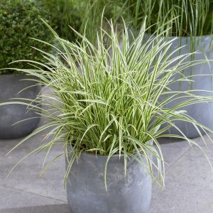 Carex morrowii Goldband