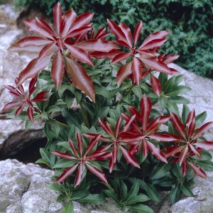 Pieris japonica Mountain Fire