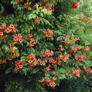 Campsis radicans