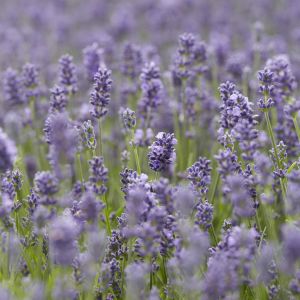 Lavandula angustifolia Essence Purple