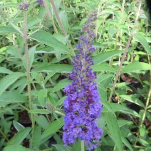 Buddleja davidii Empire Blue 20200822 1