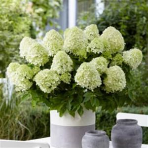 hydrangea pan little Sppoky