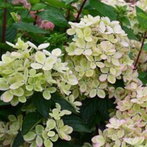 hydrangea pan pastelgreen
