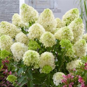 hydrangea pan Skyfall