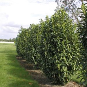 prunus. Laur. Genolia