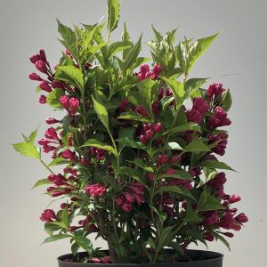 Weigela Big Love (2)