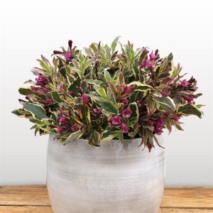 Weigela Monet (1)