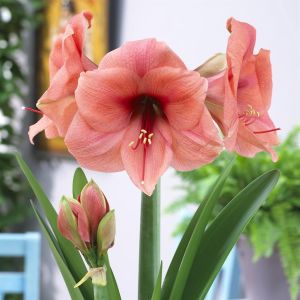 Hippeastrum Bouquet