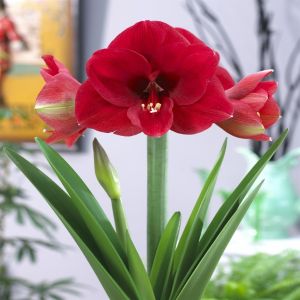 Hippeastrum Ferrari