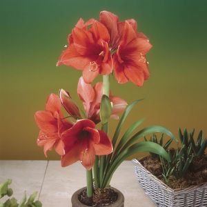 Hippeastrum Gold Medal