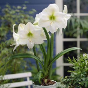 Hippeastrum Mont Blanc