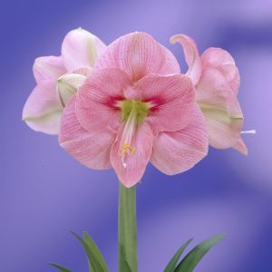 Hippeastrum Reve
