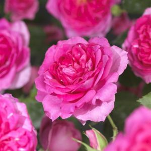 K83505   Rosa 'Pink Climber'