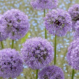 Allium Gladiator