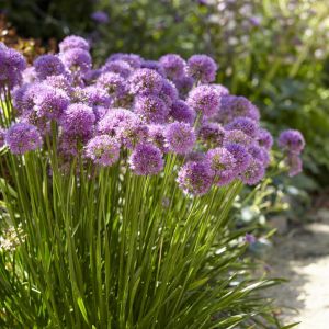 Allium Millenium