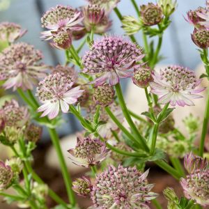 Astrantia major Roma