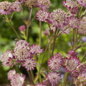 Astrantia major Star of Beauty