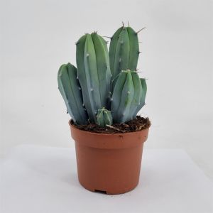 Myrtillocactus geometrizans 10