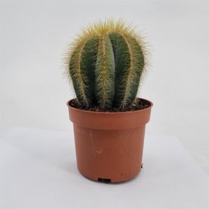 Notocactus magnificus 10