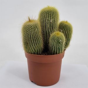 Eriocactus leninghausii 12cm