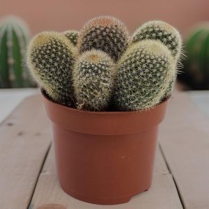 Mammillaria plicayensis 12cm