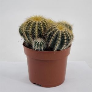Notocactus magnificus 12cm