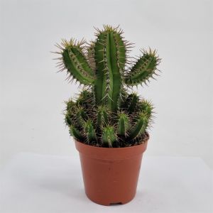 Euphorbia fruticosa 8