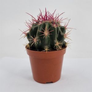 Ferocactus stainesii 8